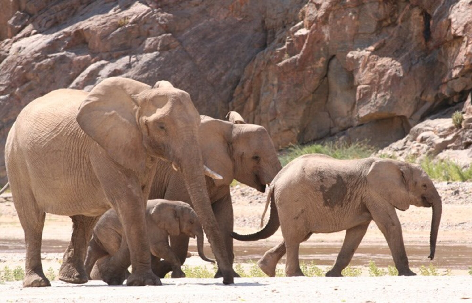 Okahirongo Elephant Camp