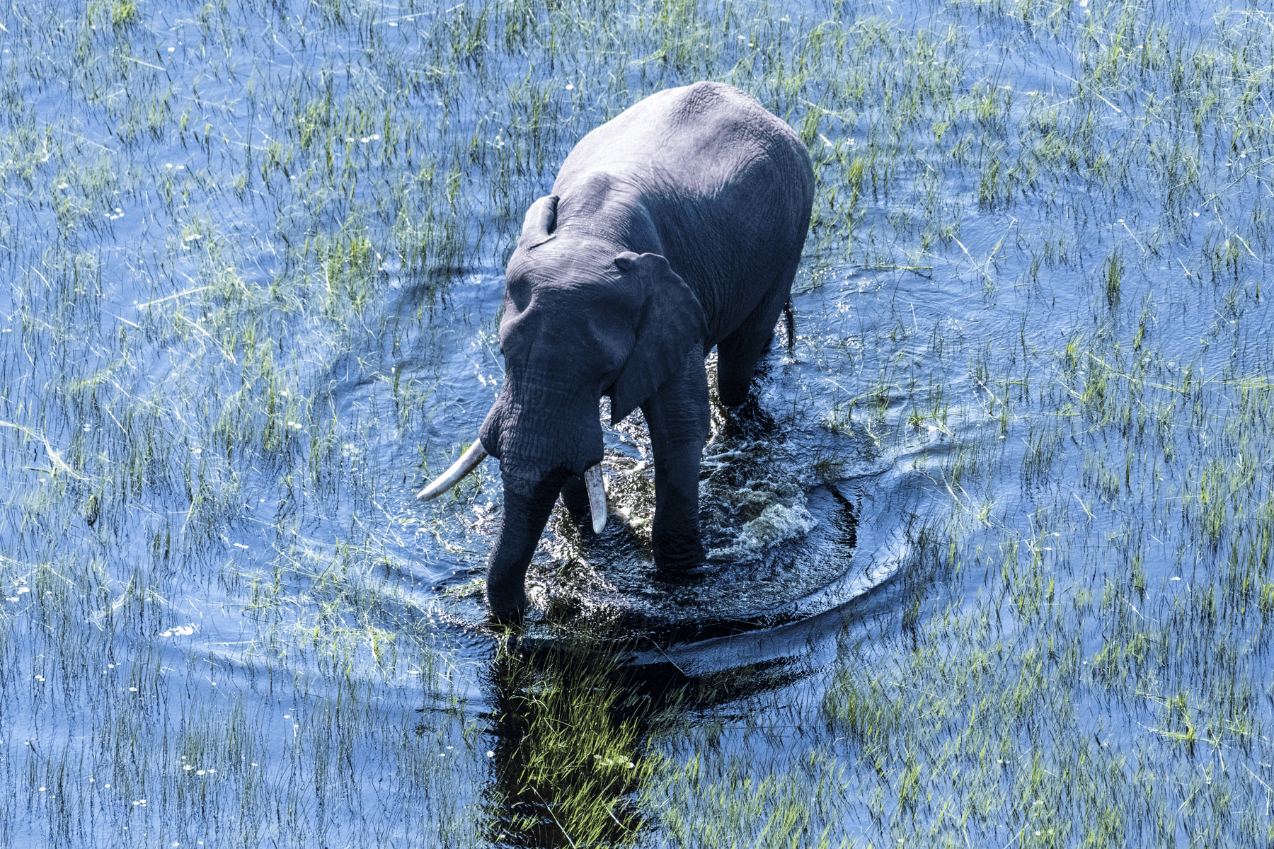 Elephant In Okavango Delta