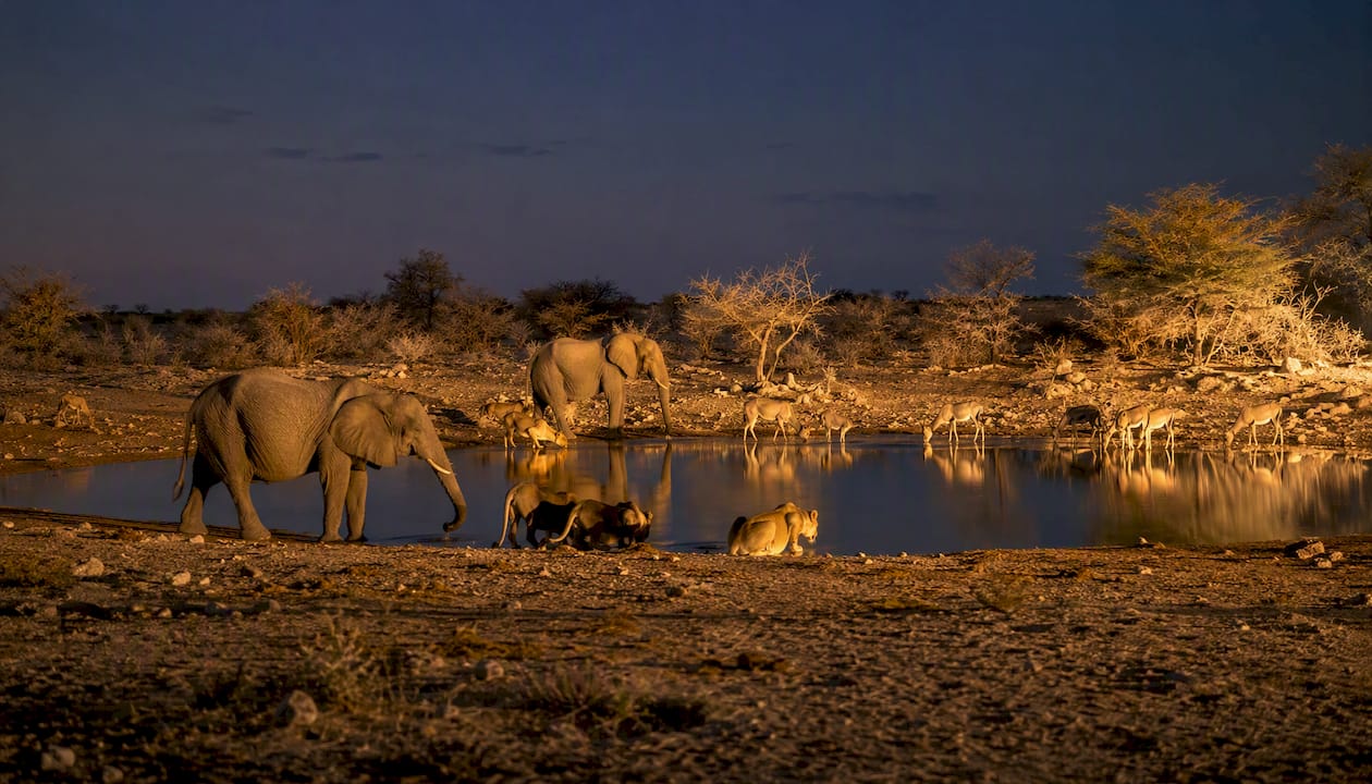 Elephants and lions at Etosha waterhole at dusk
