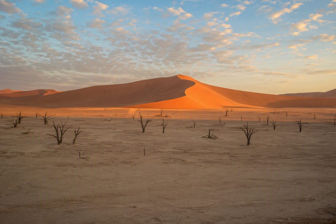 Sossusvlei red dunes with dead camel thorn trees
