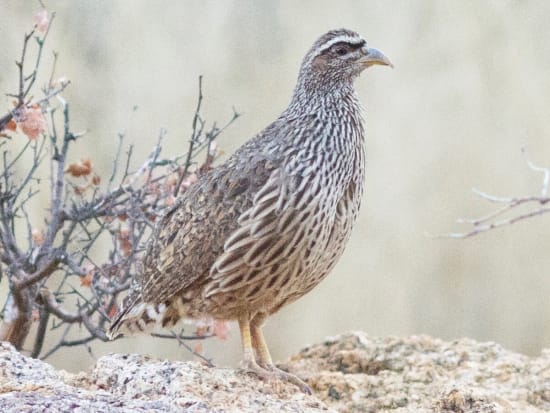 Hartlaub's Francolin