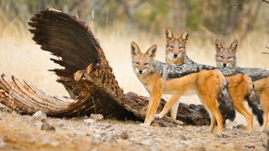 Watch out for the wildlife