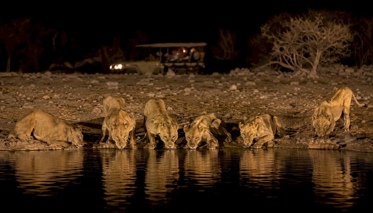 Lions drinking at floodlit Etosha waterhole at night