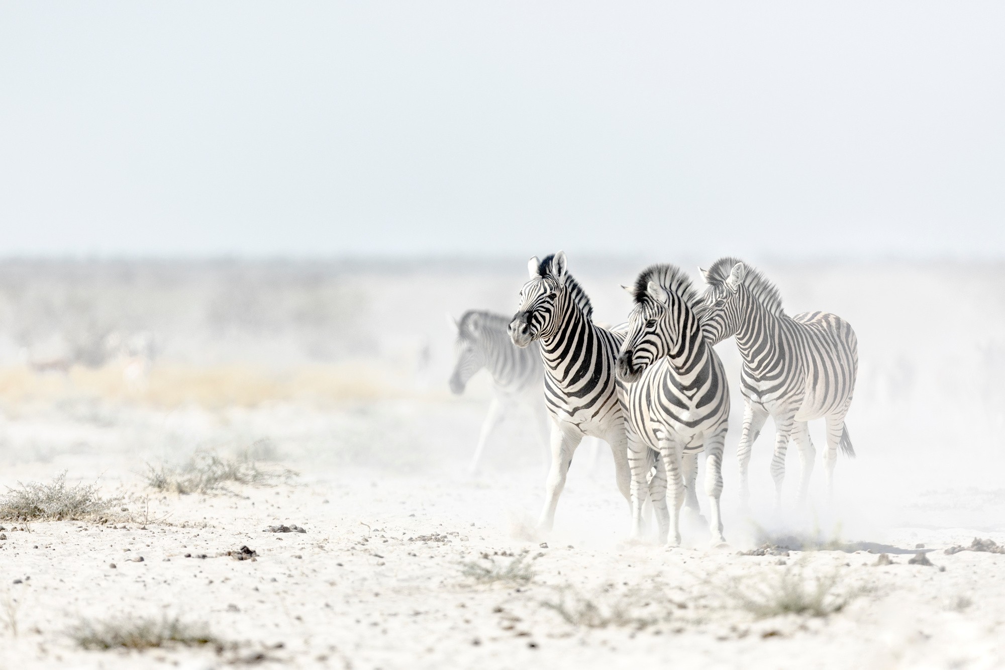 Etosha Self-Drive Adventure