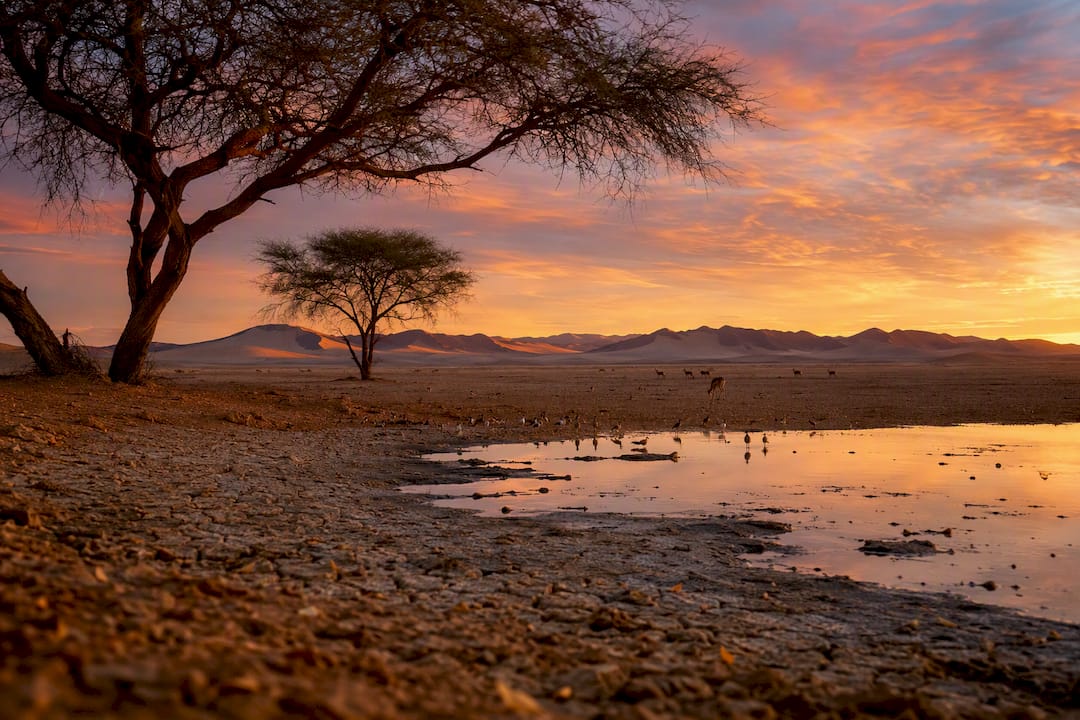 Shrinking waterhole and acacia trees at sunset
