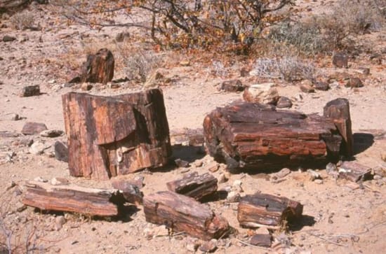 The Petrified Forest