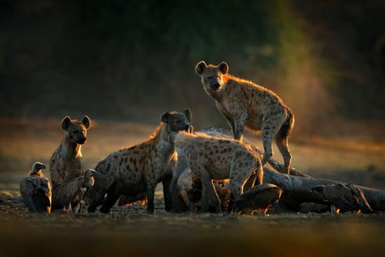 Spotted Hyena