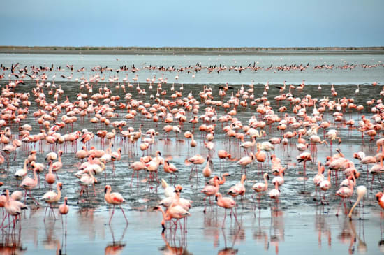 Namibian Photographic Guided Safari