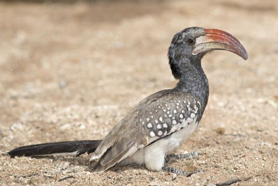 Monteiro's Hornbill