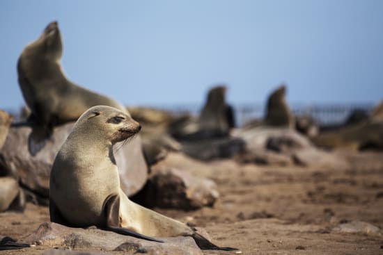 Cape fur seals