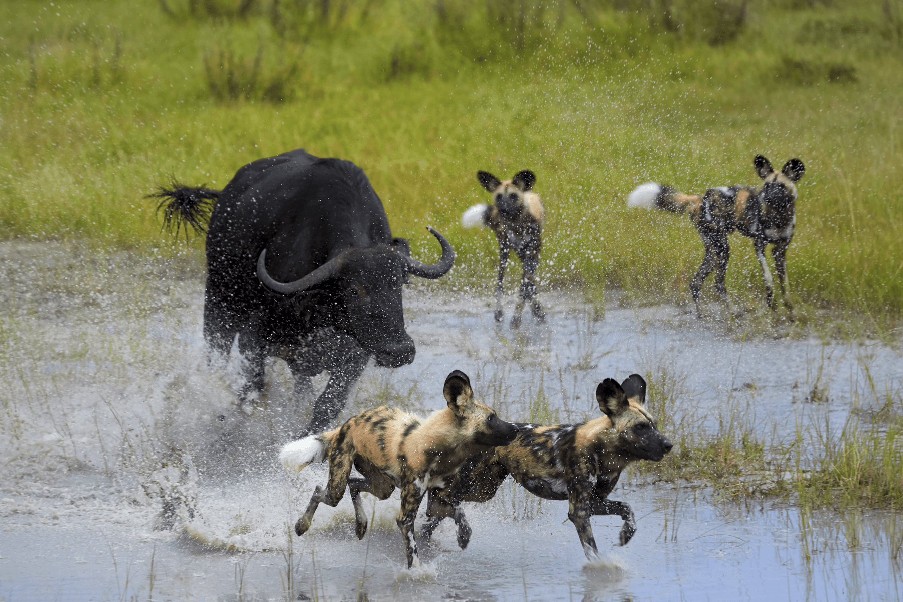 Botswana Honeymoon Fly-In Safari