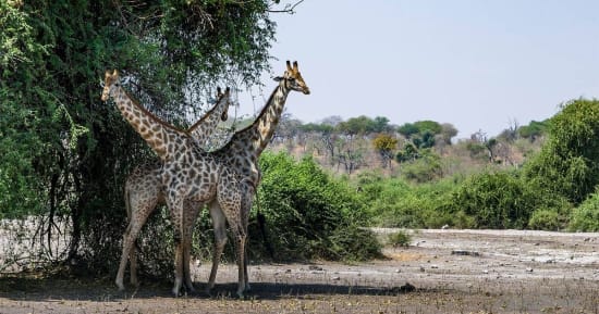 The Best Luxury Safari Activities in Chobe National Park