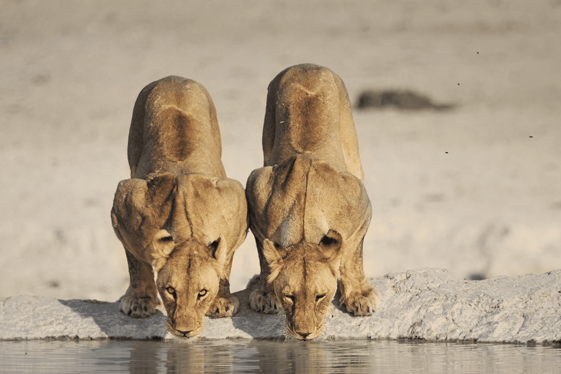 Ultimate Namibia All Inclusive Luxury Safari