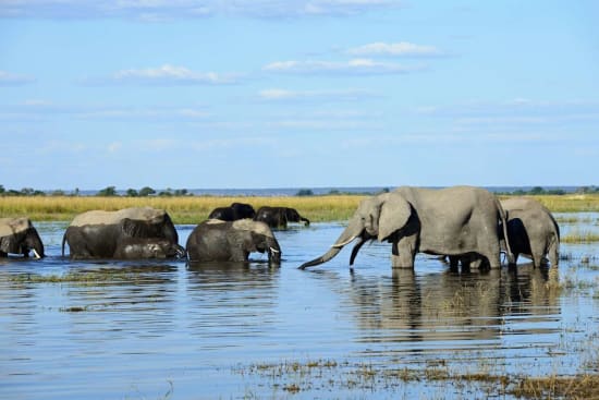 Prime Seasons for a Botswana Safari