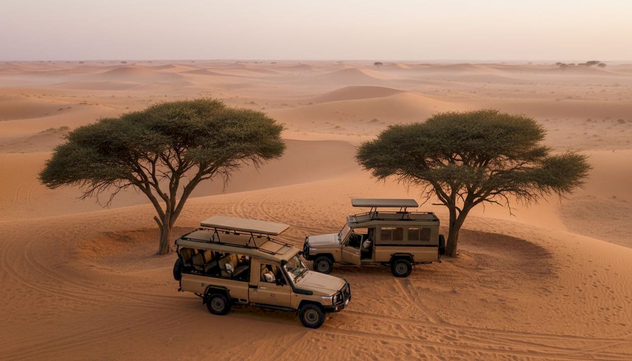 Safari vehicles near acacia trees at dusk