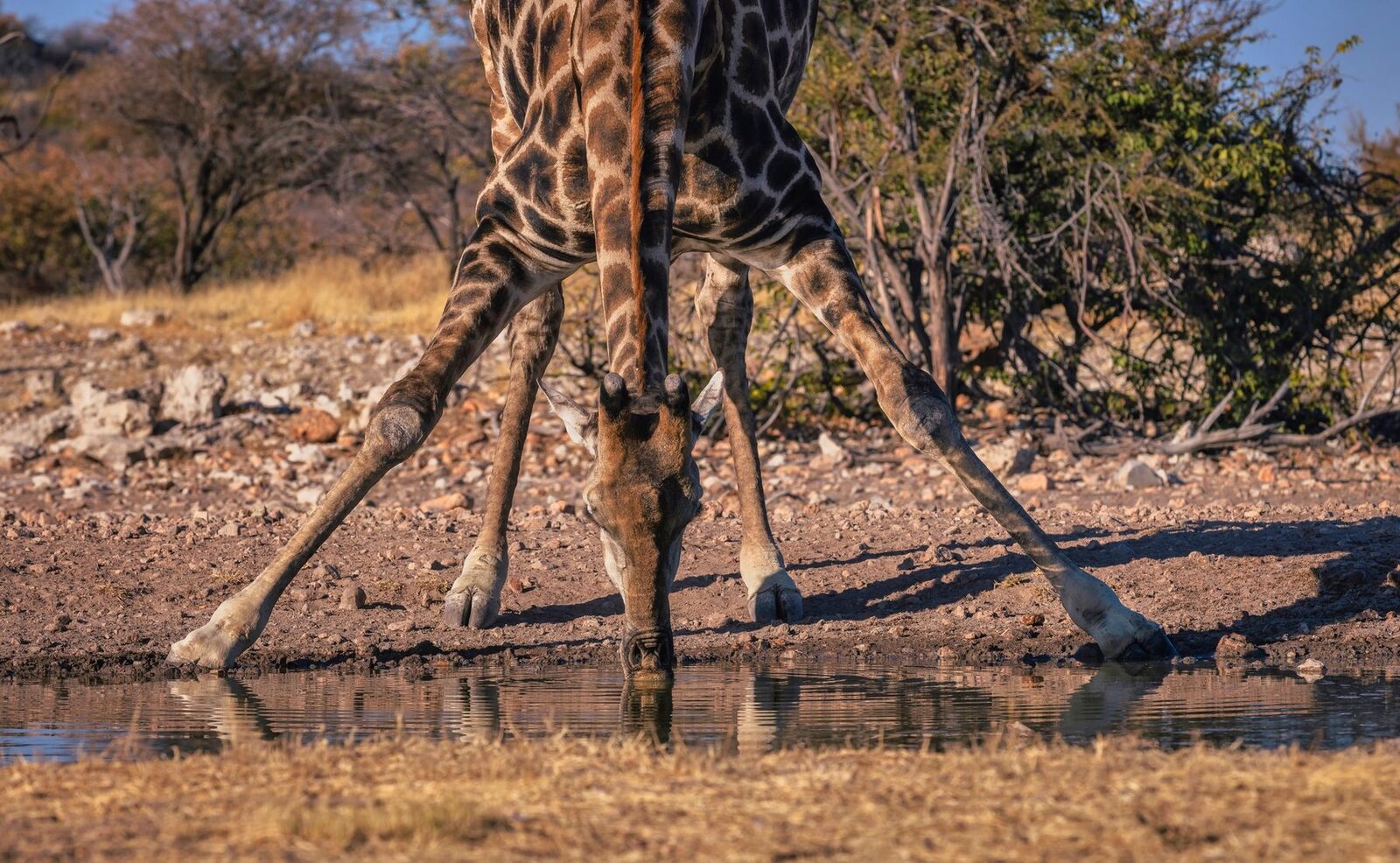 Andersson's at Ongava