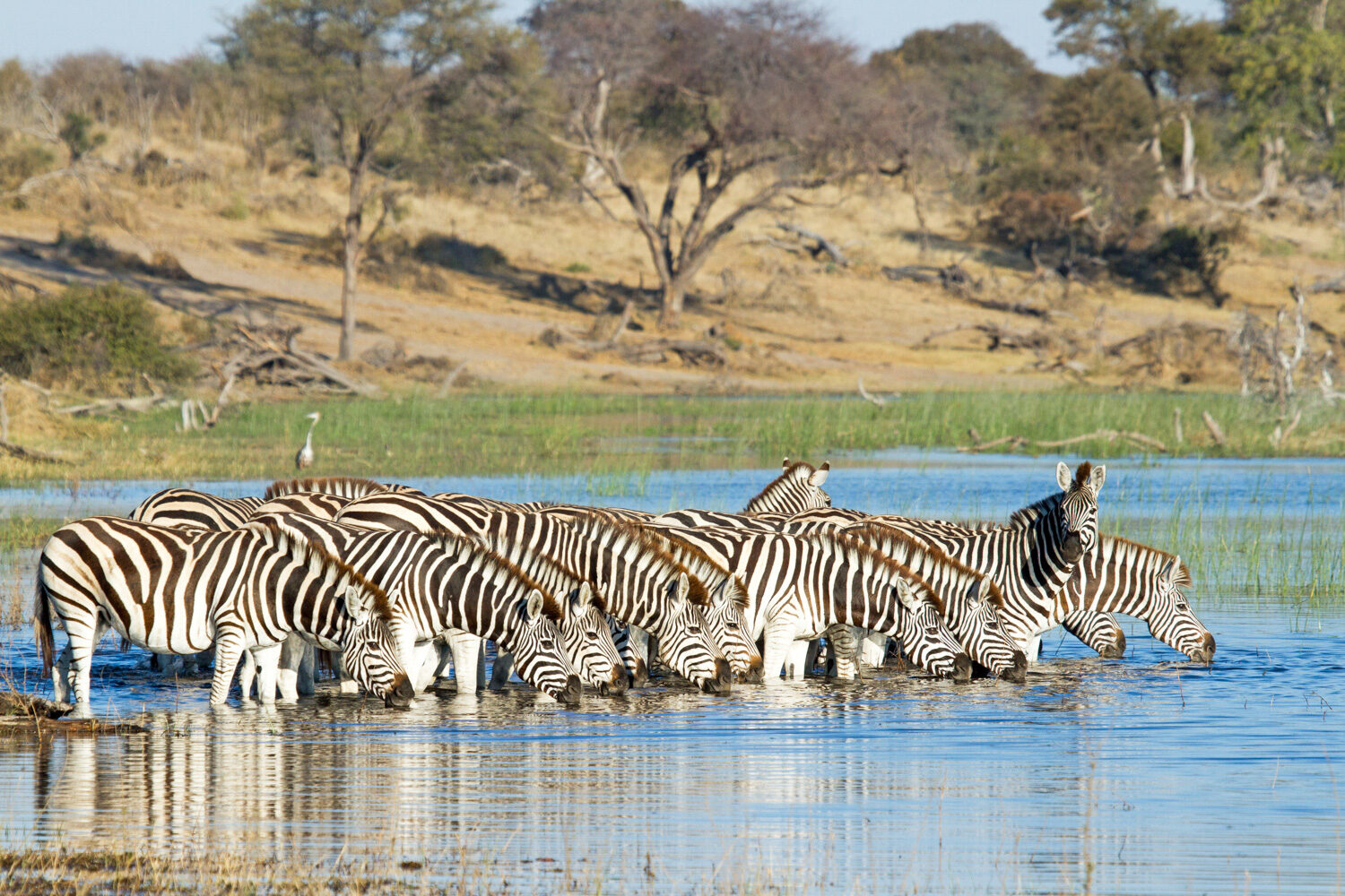Moremi and Makgadikgadi Safari