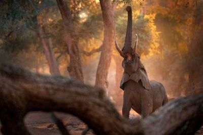 Mana Pools