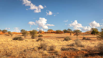 Kalahari