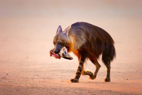 Namibia Safari vs South Africa Safari Cost