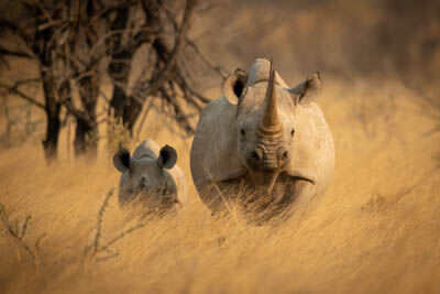 Etosha West