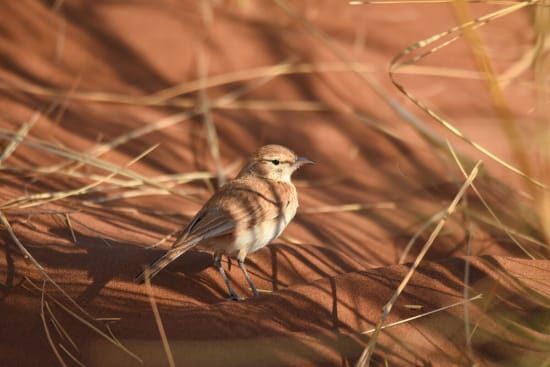 Dune Lark