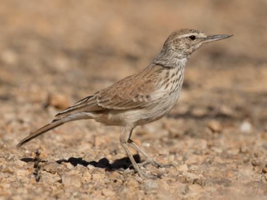 Benguella Lark
