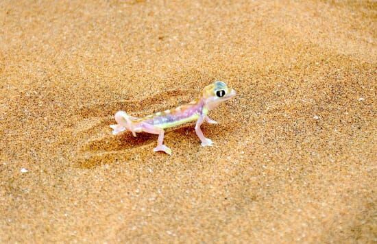 Best Time to Visit Namibia for Desert-Adapted Wildlife