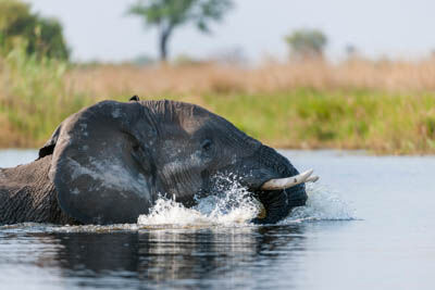 Chobe National Park