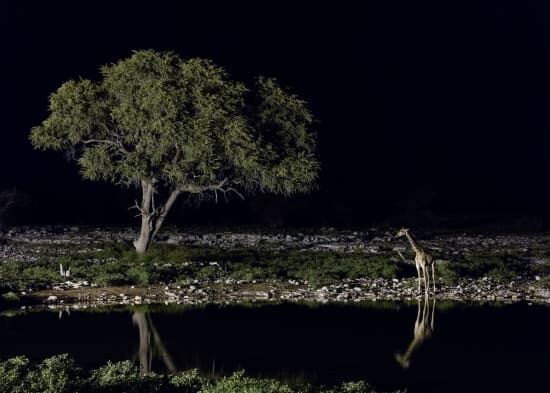 Best Destinations for a Night Safari Namibia