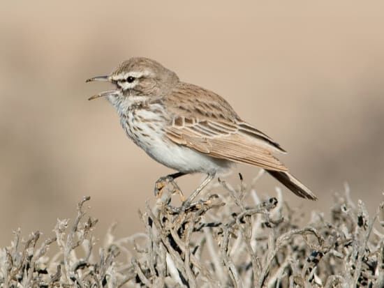 Barlow's Lark