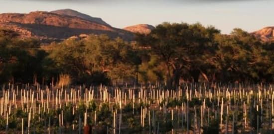 The Otavi Valley