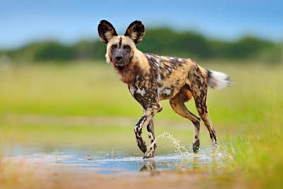 Okavango Delta