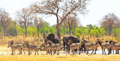 Hwange National Park