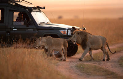 Game drives in Etosha National Park
