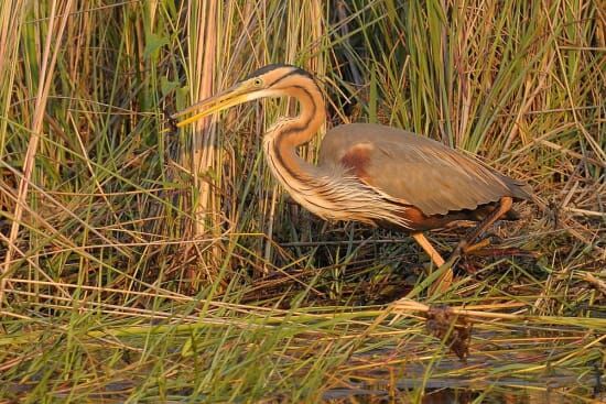 Wildlife Abound: A Haven for Biodiversity
