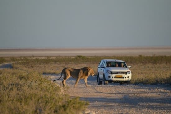Crafting Your Dream Namibia Safari: Selecting the Perfect Operator & Safari Type