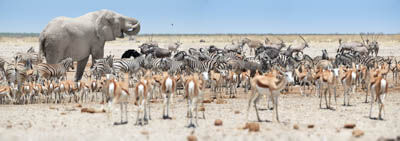 Etosha South