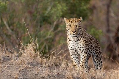 Sabi Sands Game Reserve