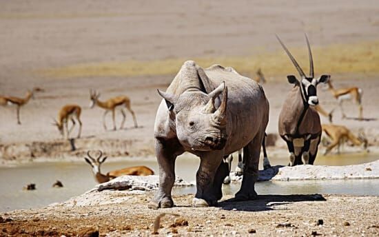 Booking a VIP Safari Experience with Secret Namibia