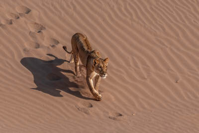Desert Adapted Lions