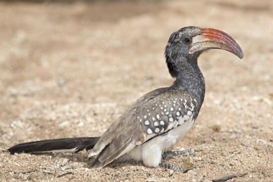 Monteiro's Hornbill