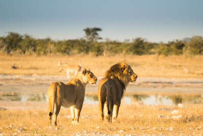 Etosha East