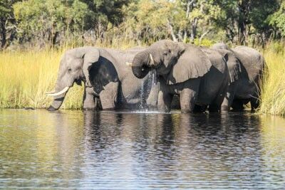 Moremi Game Reserve