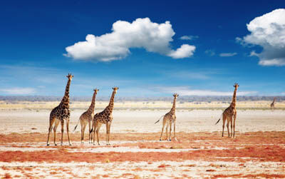 Etosha Ost