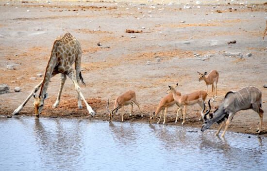 Unearthing the Treasures of Etosha: History, Highlights, and Attractions