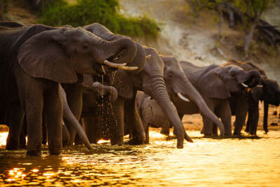 Chobe National Park