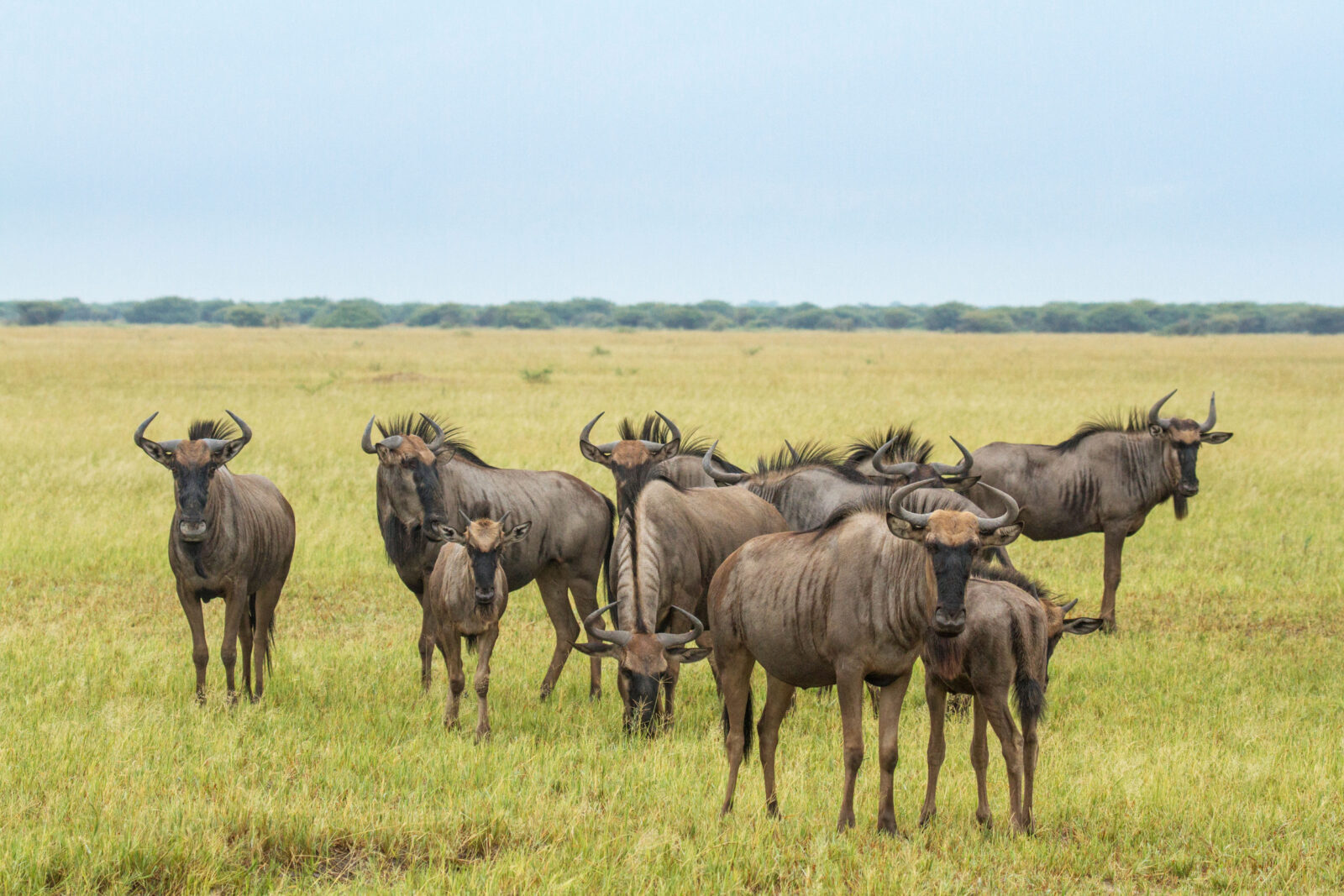 Savute and Okavango Delta Green Season Safari